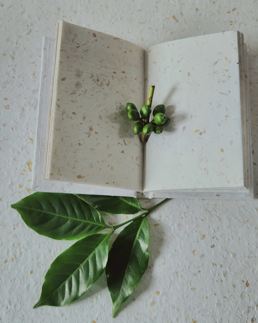 Coffee Husk Paper